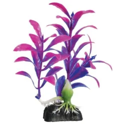 Underwater Treasures Purple Hygro - 4.5"