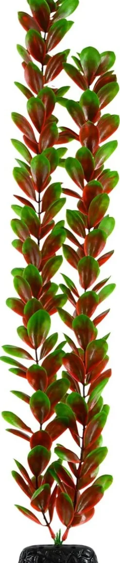 Underwater Treasures Red/Green Bacopa - 24"