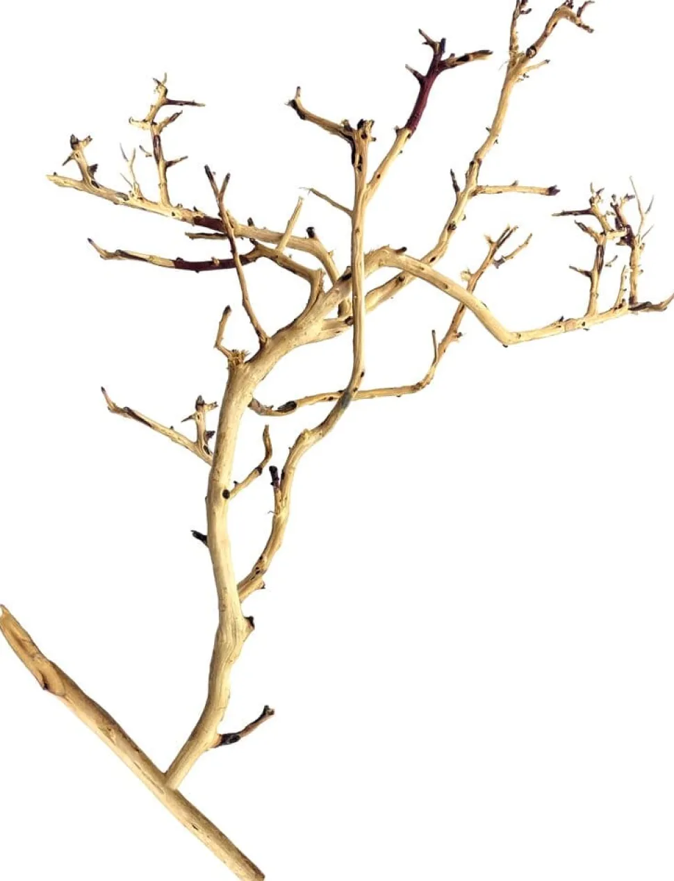 Underwater Treasures Tiny Ramous Wood - 8" - 12"