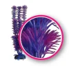 Weco Products Dream Series Fuschia Fern Aquarium Plant - Pink and Purple - 6 in