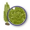Weco Products Freshwater Series Foxtail Aquarium Plant - Green - 12 in