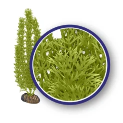 Weco Products Freshwater Series Foxtail Aquarium Plant - Green - 12 in