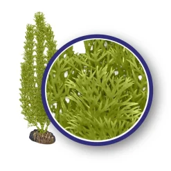 Weco Products Freshwater Series Foxtail Aquarium Plant - Green - 6 in