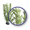 Weco Products Freshwater Series Anacharis Aquarium Plant - Green - 6 in