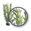 Weco Products Freshwater Series Anacharis Aquarium Plant - Green - 18 in