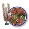 Weco Products Freshwater Series Foxtail Aquarium Plant - Red - 6 in