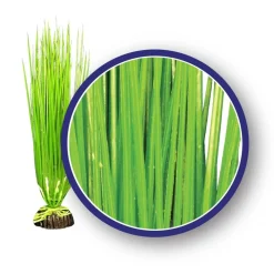 Weco Products Freshwater Series Asian Hairgrass Aquarium Plant - Green - 12 in