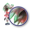 Weco Products Freshwater Series Tiger Lotus Aquarium Plant - Red - 9 in