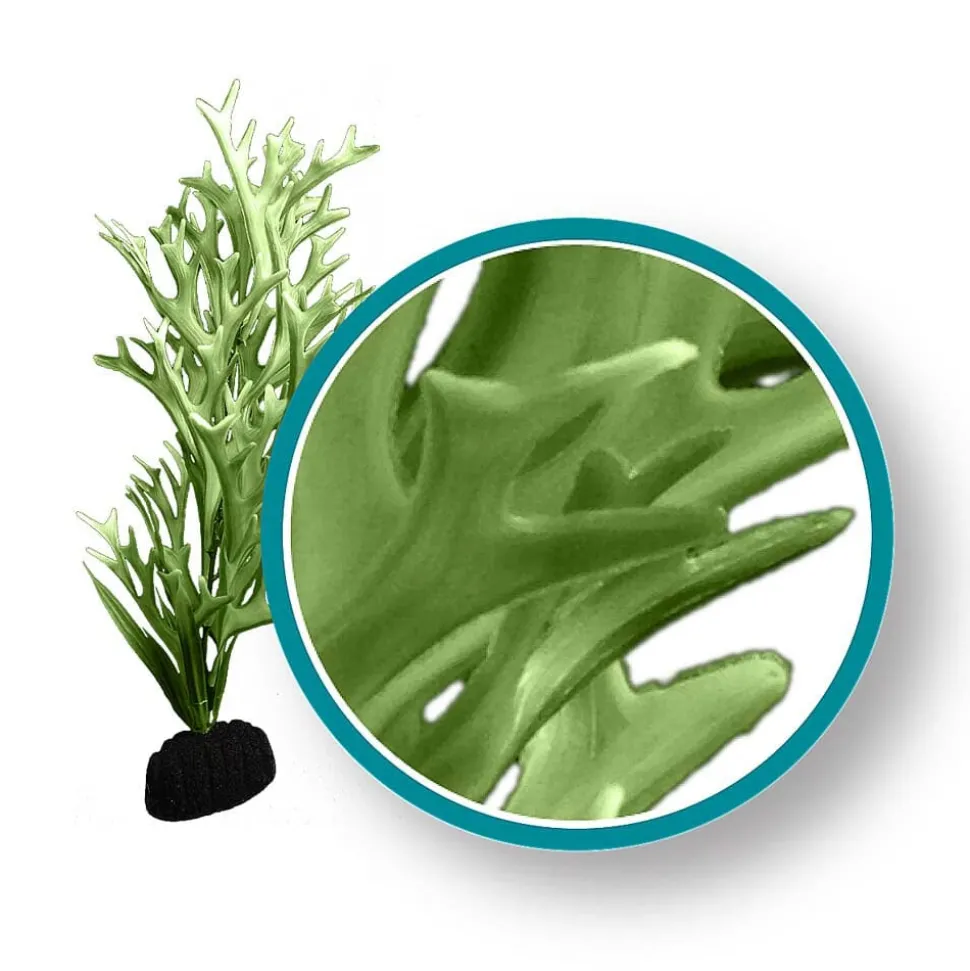 Weco Products Marine Pro Series Giant Kelp Aquarium Plant - Green - 9 in - Giant