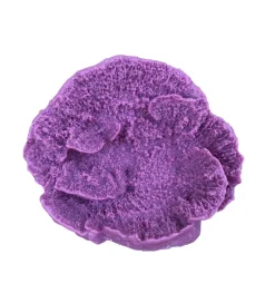 Weco Products South Pacific Coral Capricornis Ornament - Lavender - Small