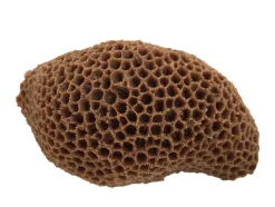 Weco Products South Pacific Coral Brain Ornament - Brown - Medium