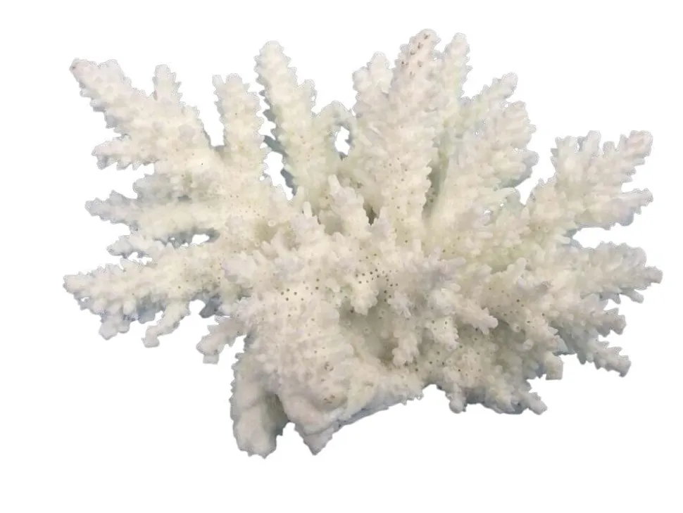 Weco Products South Pacific Coral Spiny Acorapora Ornament - White - Small