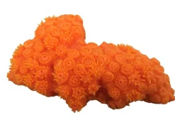 Weco Products South Pacific Coral Tubastrea Ornament - Orange - Medium