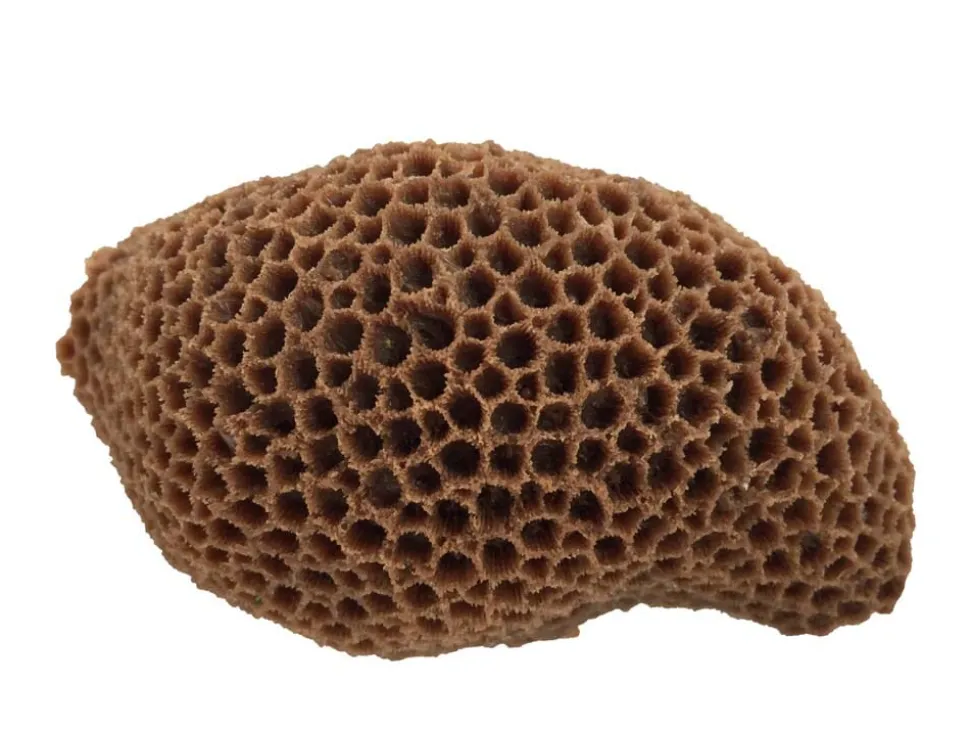 Weco Products South Pacific Coral Brain Ornament - Brown - Medium