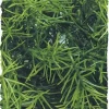 Zoo Med Laboratories Natural Cashuarina Bush Plastic Plant Aquarium Décor - Large