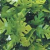 Zoo Med Laboratories Natural Amazonian Phyllo Plastic Bush Aquarium Décor - Small