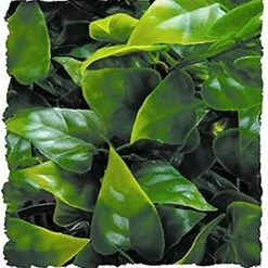 Zoo Med Laboratories Natural Bush Mexican Phyllo Plastic Plant Aquarium and Terrarium Décor - Small