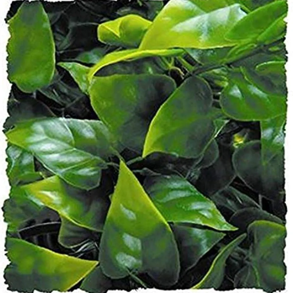 Zoo Med Laboratories Natural Bush Mexican Phyllo Plastic Plant Aquarium and Terrarium Décor - Small